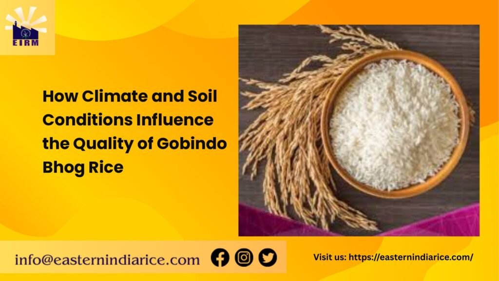 Gobindobhog-rice-India